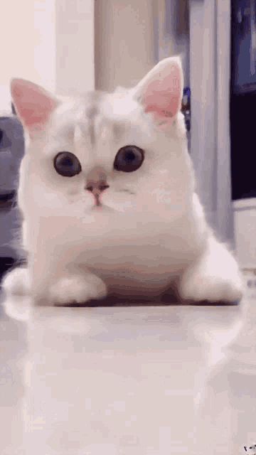 20 Cat GIFs Guaranteed to Make You Smile