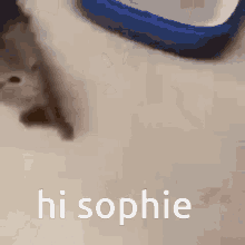 Qurpis Sophie GIF - Qurpis Sophie GIFs