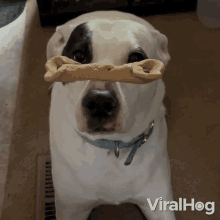 Eating Dog Treats Viralhog GIF - Eating Dog Treats Viralhog Dog Trick GIFs