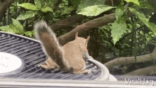 Squirrel Viralhog GIF - Squirrel Viralhog Cooling Off GIFs
