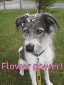 Flower Power Daisy GIF - Flower Power Daisy Hippie GIFs