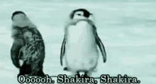 a couple of penguins standing next to each other in the snow with the words oooooooh , shakira , shakira .