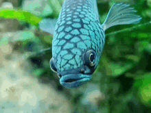 Antuta Betta Fish GIF