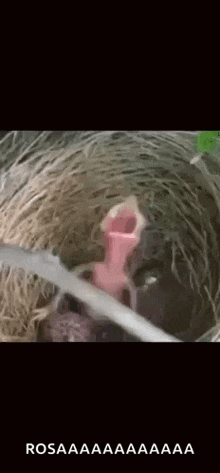 a close up of a sloth 's face with its mouth open and a toothbrush in its mouth .