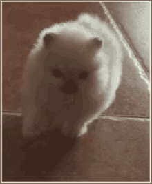 狗狗 博美 可爱 小狗 GIF - Puppy Dog Pomeranian GIFs