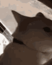 Funny Animals What GIF - Funny Animals What Cat GIFs