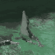 Alligator Later GIF - Alligator Later See GIFs