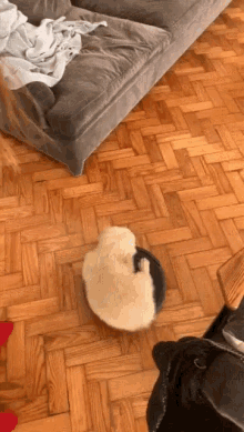 Puppy Cleaning GIF - Puppy Cleaning Robot GIFs
