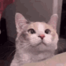 Cat Pet GIF - Cat Pet Petting Cat GIFs