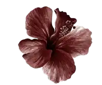 a close up of a maroon flower with a white center