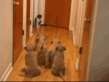 Puppies Curious GIF - Puppies Curious Cat GIFs
