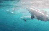 a group of dolphins are swimming together in the ocean