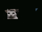 a picture of a white cat with black eyes is displayed in a video game