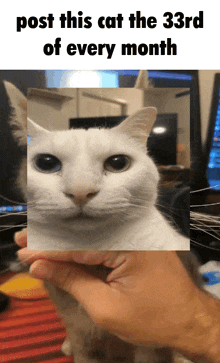 Post This Cat 33 GIF - Post This Cat 33 Uncanny Cat GIFs