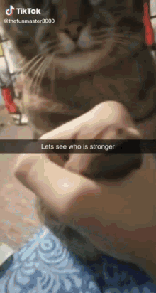 Cat Strong GIF - Cat Strong GIFs