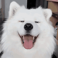 Cute White Dog GIF