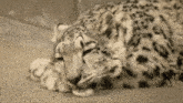 Sleeping Snow Leopard Sleepyhead GIF - Sleeping Snow Leopard Sleepyhead Sleepy GIFs