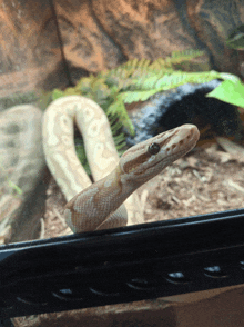 Snake Nanner GIF - Snake Nanner Ball Python GIFs