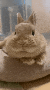 Bunny Bunny Nose GIF