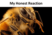 Bee Meme GIF - Bee Meme My Honest Reaction GIFs
