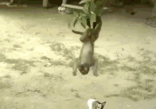 You Can'T Catch Mmeee GIF - Monkey Cat Friends GIFs