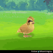 Pidgey Pokemon GIF