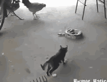 Scared Cat GIF - Scared Cat Rake GIFs