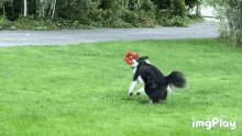 spinning dog dog playing