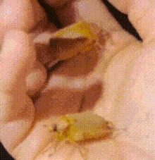 Tweaking Sillybug GIF - Tweaking Sillybug Silly Bugs GIFs