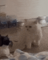 Cat Magic GIF - Cat Magic Spell GIFs