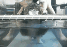 Fat Cat Walking GIF - Fat Cat Walking Water GIFs