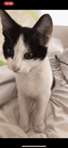 Cat Stand Up GIF - Cat Stand Up Standing GIFs