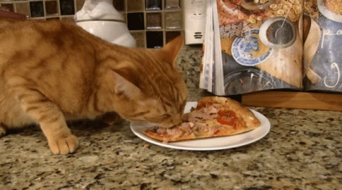 cats eating pizza gif