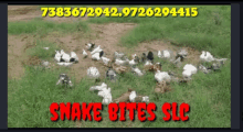 Snake Bites Slc GIF - Snake Bites Slc GIFs