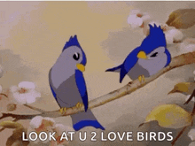 Love Birds Birds GIF - Love Birds Birds Love GIFs