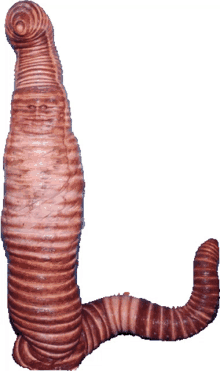 worm heidi