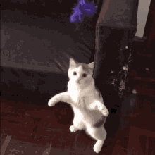 Cat Jump GIF - Cat Jump Dance GIFs