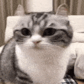 a gray and white cat is sitting on a couch looking at the camera .