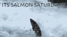 Saturday Funnyfish GIF - Saturday Funnyfish Salmon GIFs
