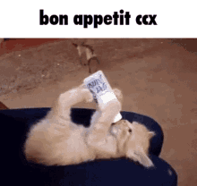 Bon Appetit Ccx GIF - Bon Appetit Ccx Petit Chat GIFs