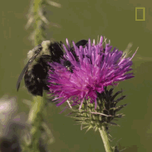 Bee Collecting Nectar GIF