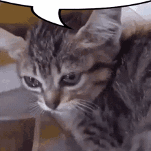 Kitten Crying GIF - Kitten Crying Sad Kitty GIFs