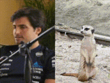 a man is speaking into a microphone and a meerkat is sitting on the ground