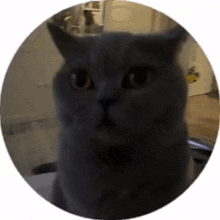 a close up of a cat 's face in a circle on a white background
