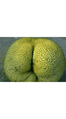 Butt Penis GIF