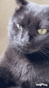 Nya Lulu GIF - Nya Lulu Cat GIFs