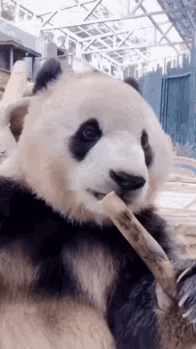 Panda Bamboo Ro GIF - Panda Bamboo Ro GIFs