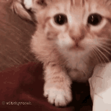 Delete This Cute Kitten GIF - Delete This Cute Kitten Kitten GIFs