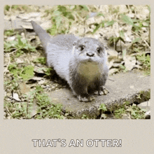 an otter is standing on a sidewalk in the grass .