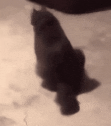 Dave Cat GIF - Dave Cat Wiggle GIFs
